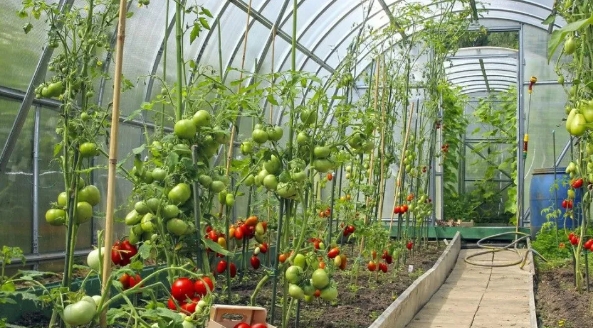 大棚小知識(shí)：低溫雨雪天，大棚蔬菜該如何防凍？